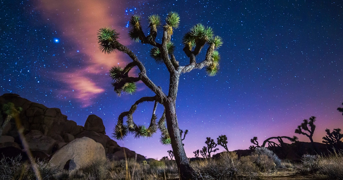 travel and leisure joshua tree